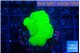 Montipora green cap 2-3 cm WYSIWYG acclimaté