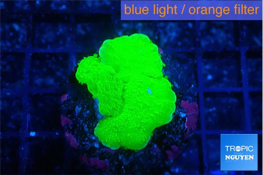 Montipora green cap 2-3 cm WYSIWYG acclimaté