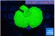 Montipora green cap 2-4 cm WYSIWYG acclimaté