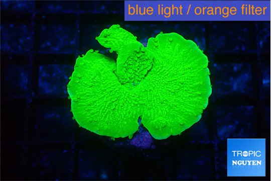 Montipora green cap 2-4 cm WYSIWYG acclimaté