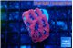 Favia red purple 2-3 cm WYSIWYG acclimaté