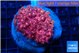 Goniopora pink dream 4-7 cm WYSIWYG acclimaté