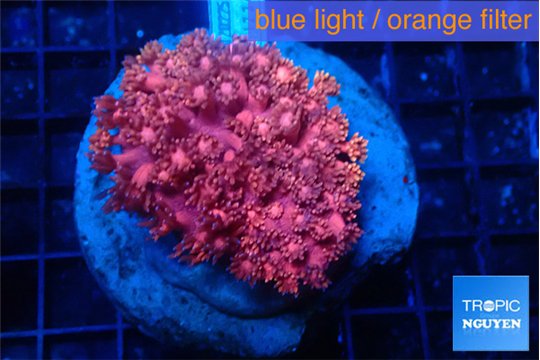 Goniopora pink dream 4-7 cm WYSIWYG acclimaté