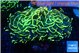 Euphyllia ancora gold 7-11 cm WYSIWYG acclimaté