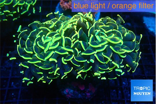 Euphyllia ancora gold 7-11 cm WYSIWYG acclimaté