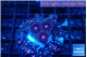 Favia monster purple 2-3 cm WYSIWYG acclimaté