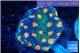 Acanthastrea rainbow 4-6 cm WYSIWYG acclimaté