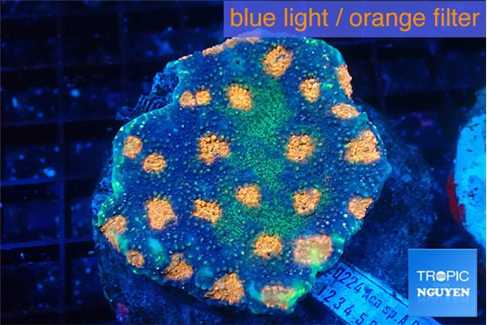 Acanthastrea rainbow 4-6 cm WYSIWYG acclimaté
