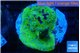 Montipora danae green blue 6-8 cm WYSIWYG acclimaté