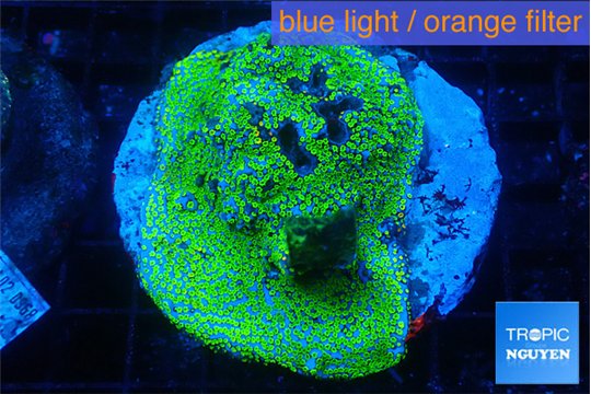 Montipora danae green blue 6-8 cm WYSIWYG acclimaté