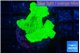Montipora green cap 2-3 cm WYSIWYG acclimaté