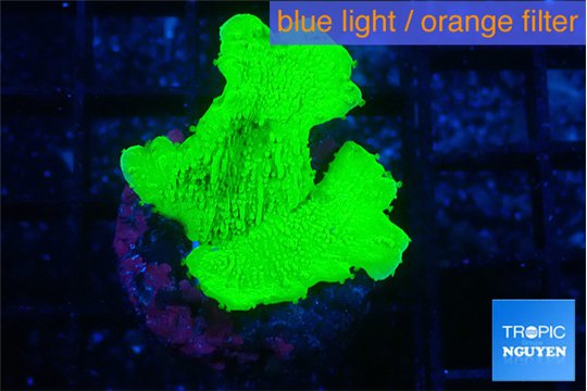 Montipora green cap 2-3 cm WYSIWYG acclimaté