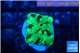 Favia reverse green 1-2 cm WYSIWYG acclimaté