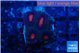 Favia monster purple 1-2 cm WYSIWYG acclimaté
