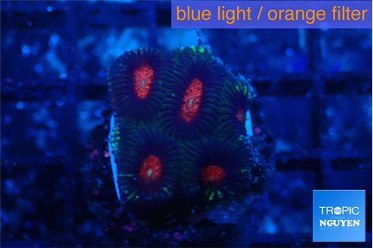 Favia monster purple 1-2 cm WYSIWYG acclimaté