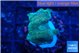 Favia rainbow 1-2 cm WYSIWYG acclimaté