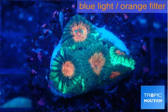 Favia orange green 2-3 cm WYSIWYG acclimaté