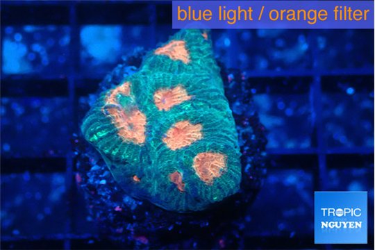 Favia orange green 2-3 cm WYSIWYG acclimaté