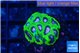 Favia space monkey 2-3 cm WYSIWYG acclimaté