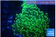 Euphyllia paradivisa green 6-11 cm WYSIWYG acclimaté