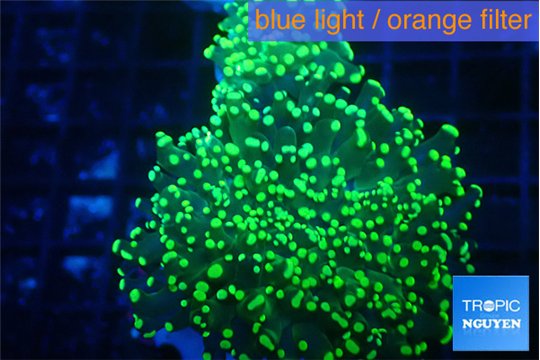 Euphyllia paradivisa green 6-11 cm WYSIWYG acclimaté