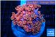 Goniopora pink dream 4-7 cm WYSIWYG acclimaté