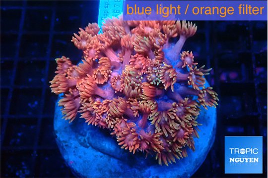Goniopora pink dream 4-7 cm WYSIWYG acclimaté