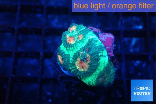 Favia green orange 2-3 cm WYSIWYG acclimaté