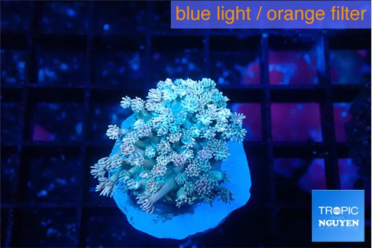 Goniopora strawberry 4-6 cm WYSIWYG acclimaté