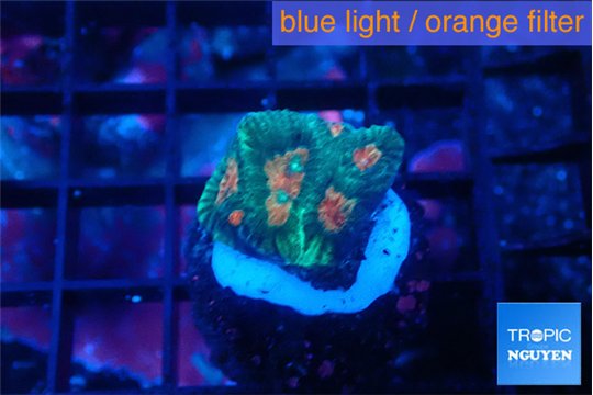 Favia green orange 2-3 cm WYSIWYG acclimaté