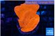 Montipora red cap 3-5 cm WYSIWYG acclimaté