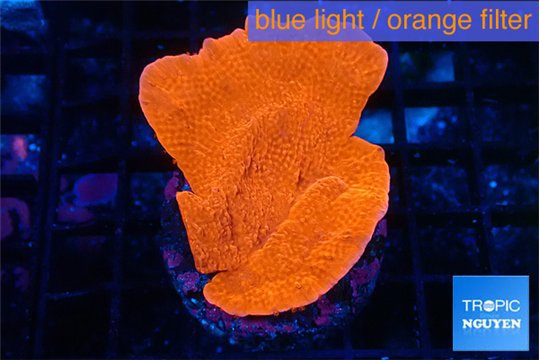 Montipora red cap 3-5 cm WYSIWYG acclimaté