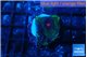 Favia monster green purple 2-3 cm WYSIWYG acclimaté
