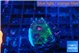 Favia monster green purple 2-3 cm WYSIWYG acclimaté