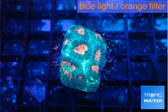 Favia orange green 2-4 cm WYSIWYG acclimaté