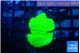 Montipora green cap 2-3 cm WYSIWYG acclimaté