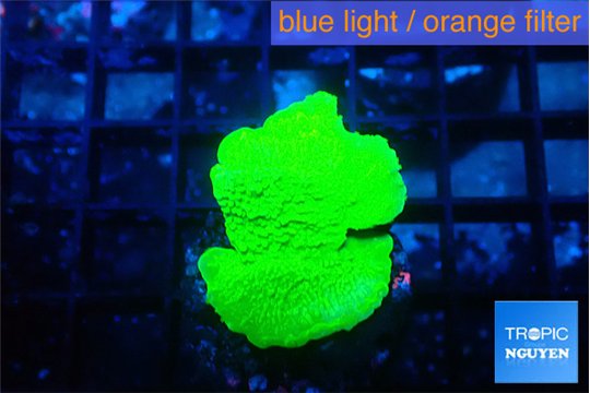Montipora green cap 2-3 cm WYSIWYG acclimaté