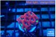 Favia red purple 2-3 cm WYSIWYG acclimaté