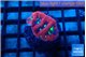 Favia red purple 2-3 cm WYSIWYG acclimaté