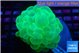 Plerogyra neon green 5-8 cm WYSIWYG acclimaté