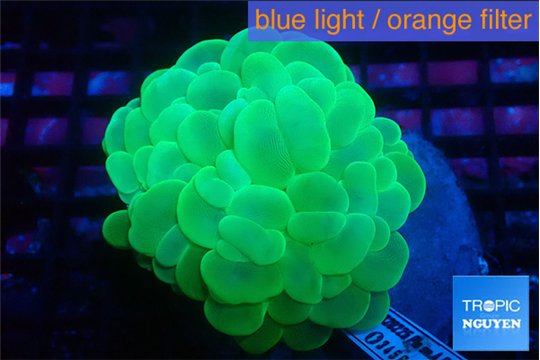 Plerogyra neon green 5-8 cm WYSIWYG acclimaté