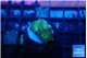 Favia green 2-3 cm WYSIWYG acclimaté