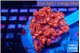 Goniopora raspberry 4-7 cm WYSIWYG acclimaté