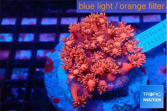 Goniopora raspberry 4-7 cm WYSIWYG acclimaté