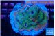 Montipora rainbow 7-10 cm WYSIWYG acclimaté