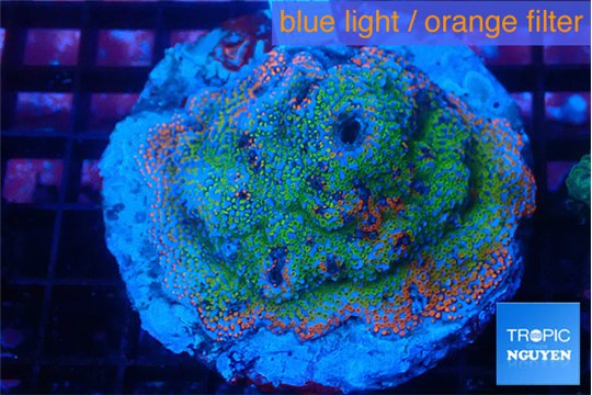 Montipora rainbow 7-10 cm WYSIWYG acclimaté