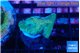 Favia rainbow 2-3 cm WYSIWYG acclimaté