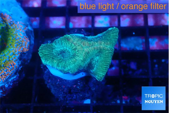 Favia rainbow 2-3 cm WYSIWYG acclimaté
