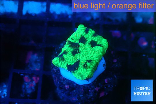 Favia reverse green 2-3 cm WYSIWYG acclimaté