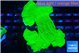 Montipora green cap 4-5 cm WYSIWYG acclimaté